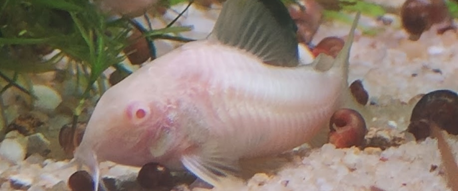 Albino Corydoras Catfish