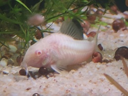 Albino Corydoras Catfish