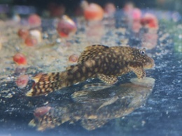 "Common" Bristlenose Pleco Catfish