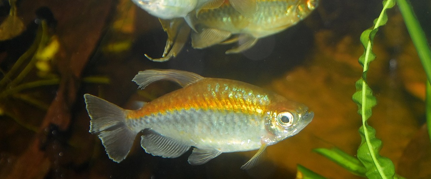 Congo Tetra