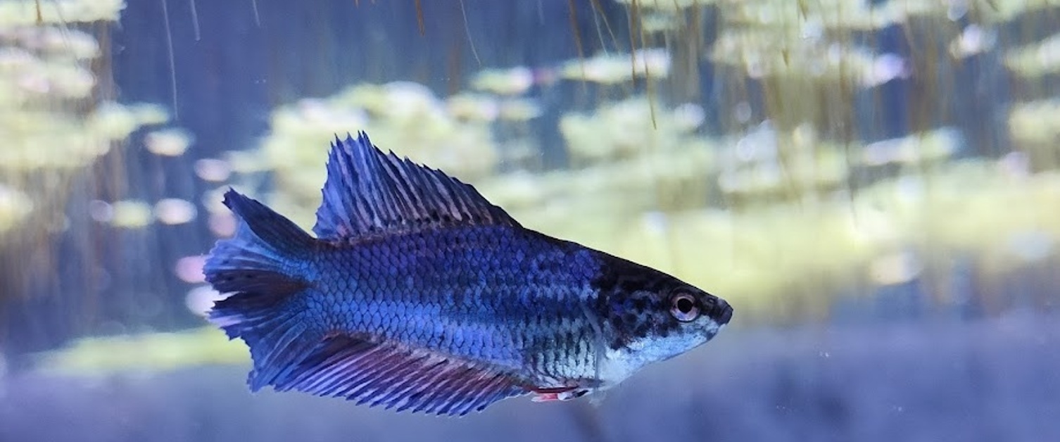 Betta