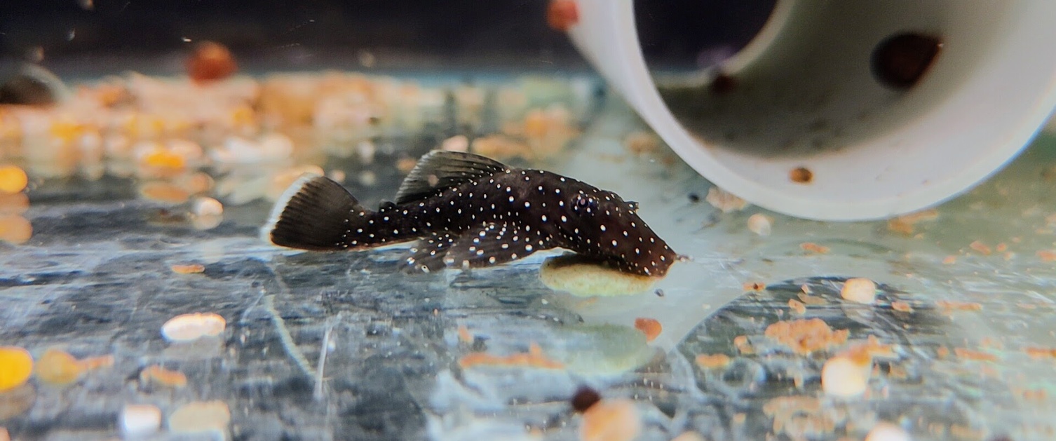 Peppermint Bristlenose Pleco Catfish