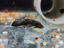 Peppermint Bristlenose Pleco Catfish