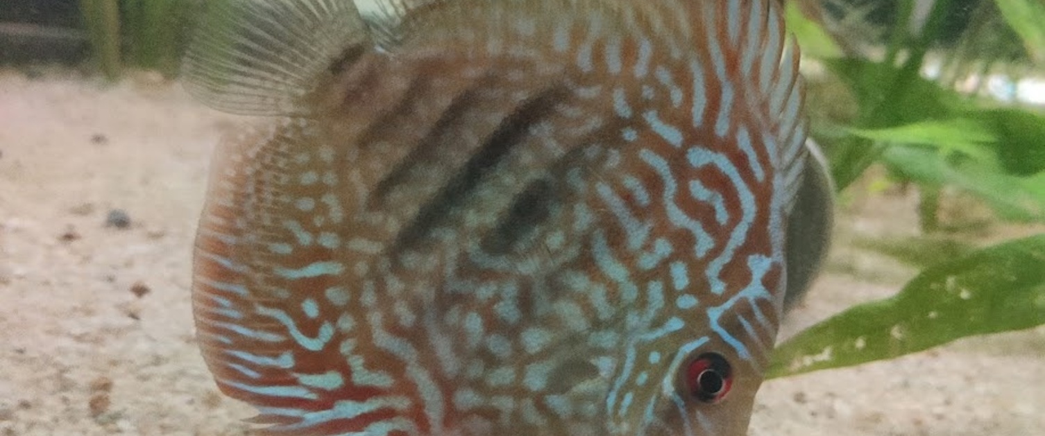 Red Snakeskin Discus