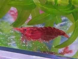 Red Cherry Shrimp