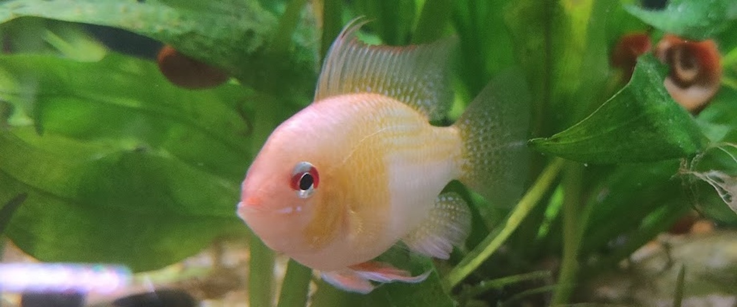 Golden Ram (Dwarf) Cichlid