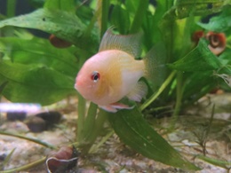 Golden Ram (Dwarf) Cichlid