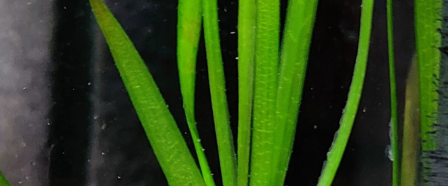Live Plants