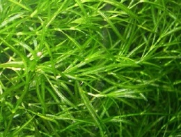 Guppy Grass