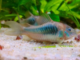 Bronze Corydoras Catfish