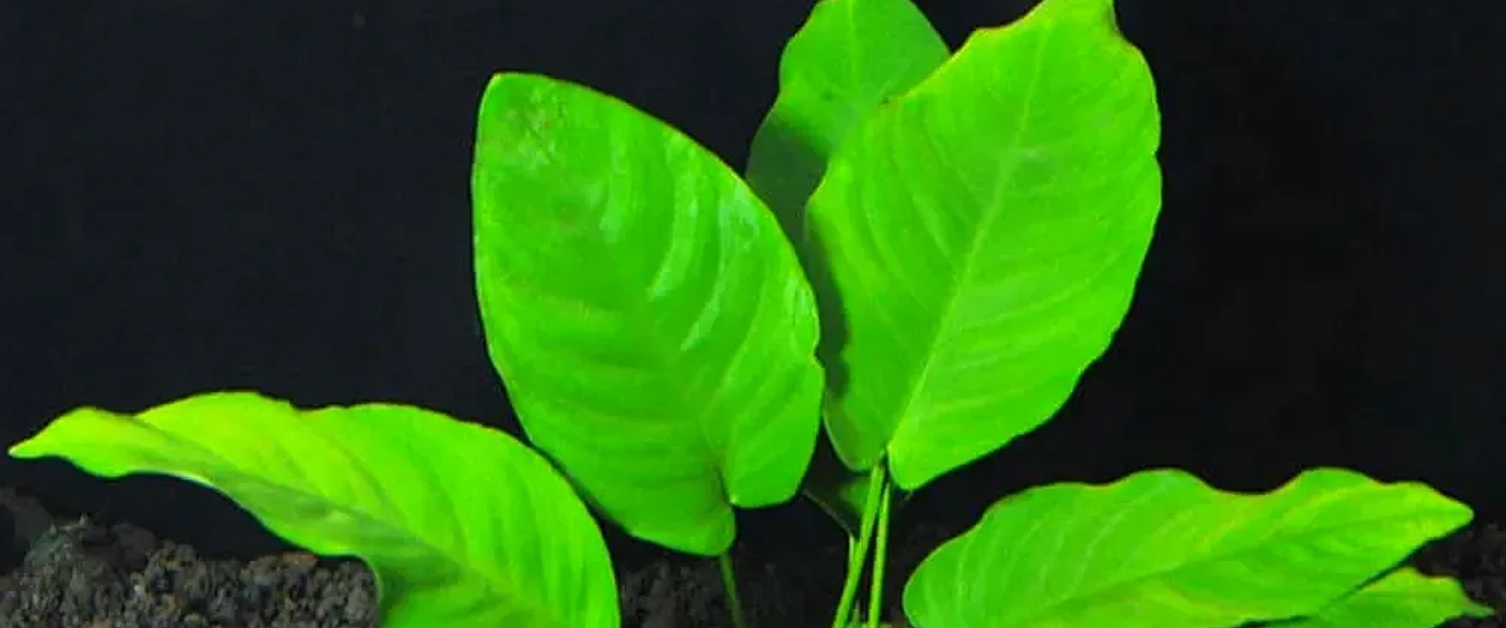 Anubias Nana