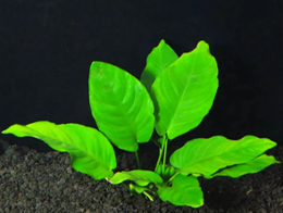 Anubias Nana