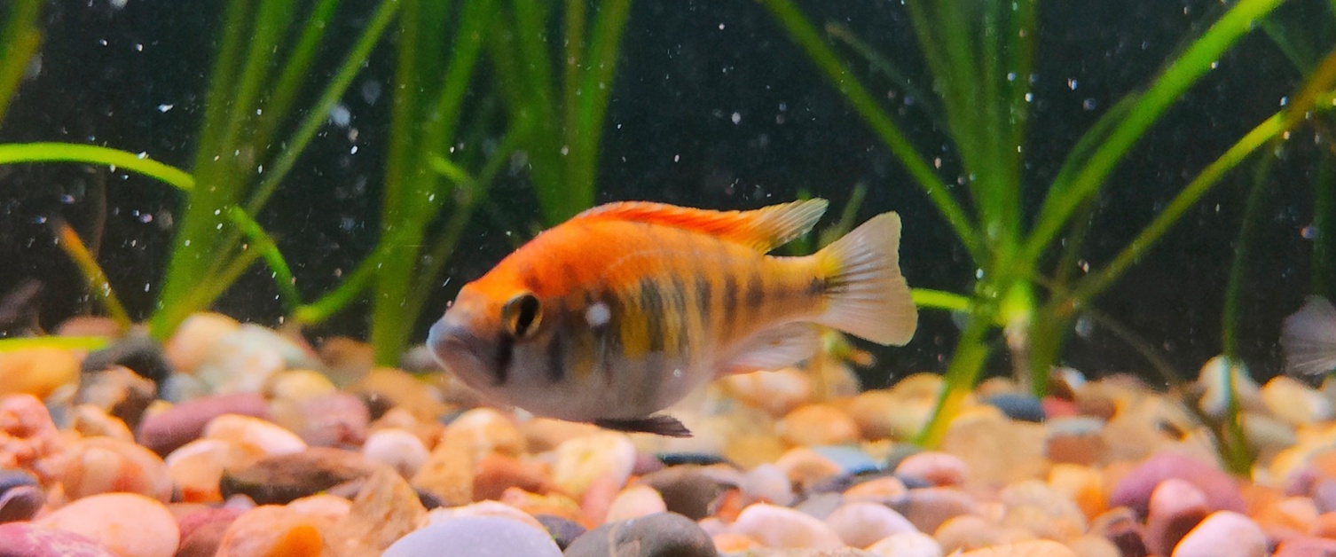 Ruti Island Flameback African Cichlid