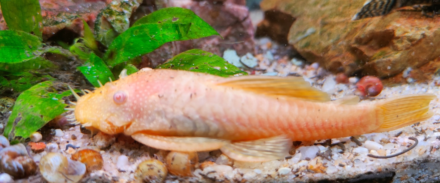 Albino Bristlenose Pleco Catfish