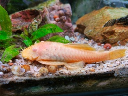 Albino Bristlenose Pleco Catfish