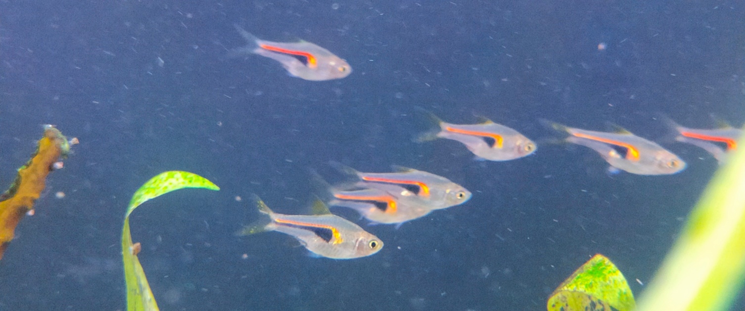 Glow Light Rasbora (Hengeli)