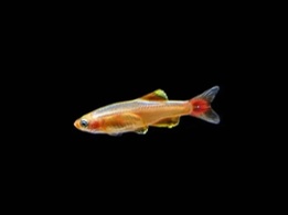 Gold White Cloud Mountain Minnow