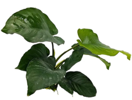 Anubias Barteri