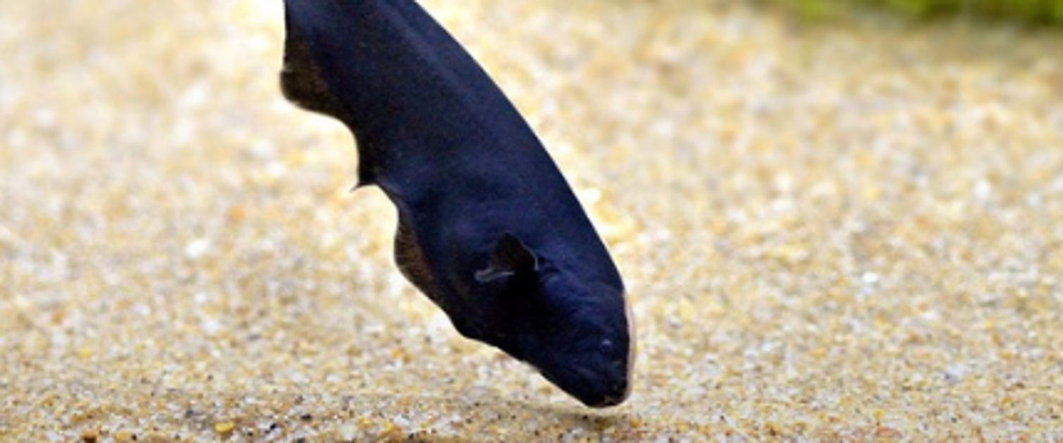 Black Ghost Knifefish