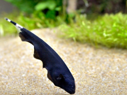 Black Ghost Knifefish