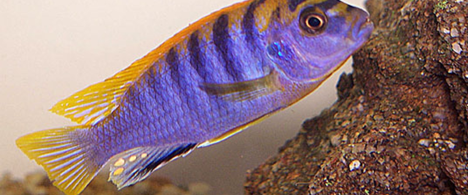 Red Top Hongi African Cichlid