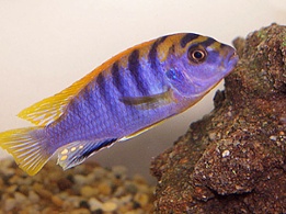 Red Top Hongi African Cichlid