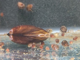 Freshwater Mussel