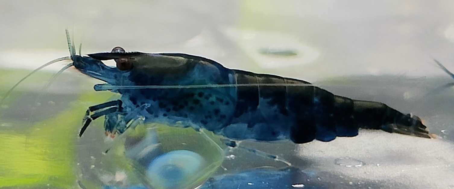 Live Shrimp (Neocarindina)