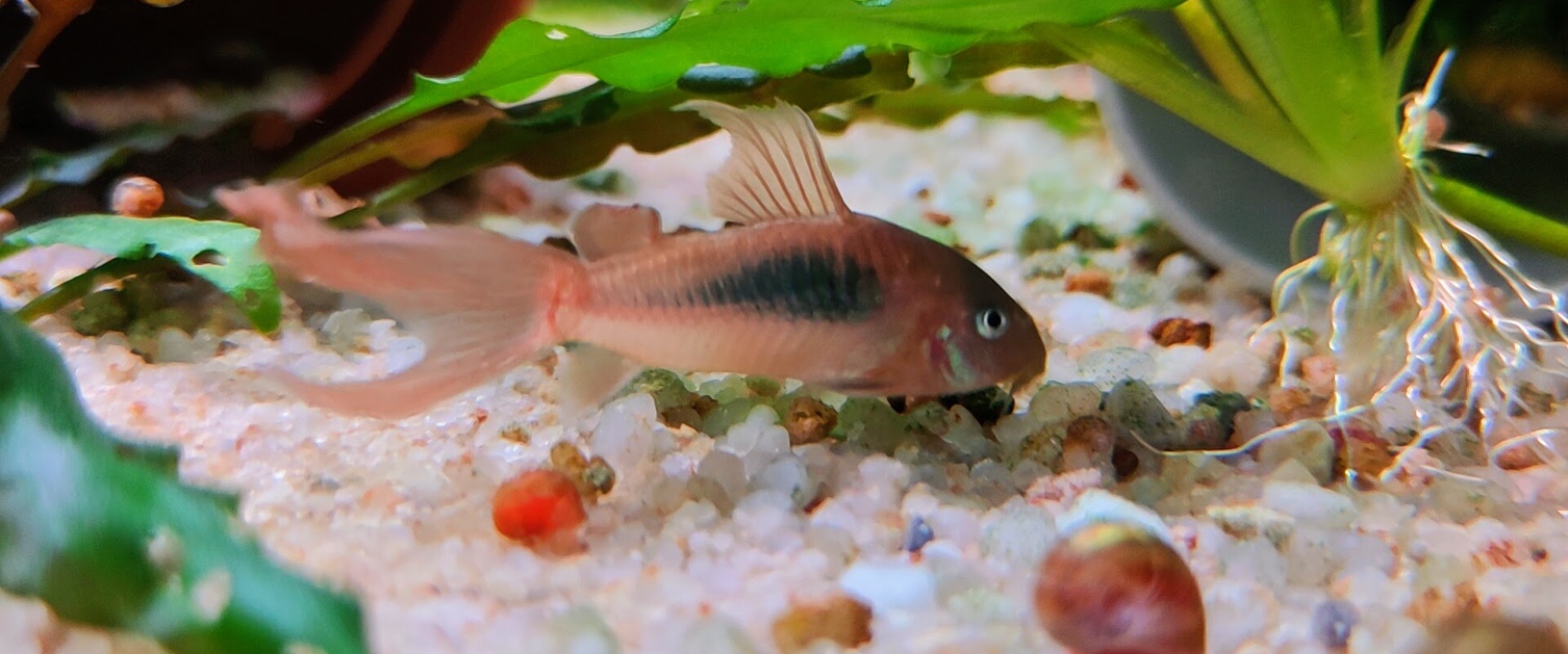 Longfin Bronze Corydoras Catfish