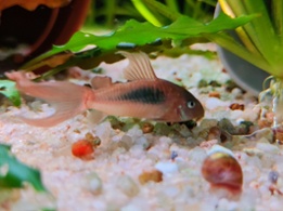 Longfin Bronze Corydoras Catfish