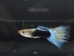 Blue Neon Guppy