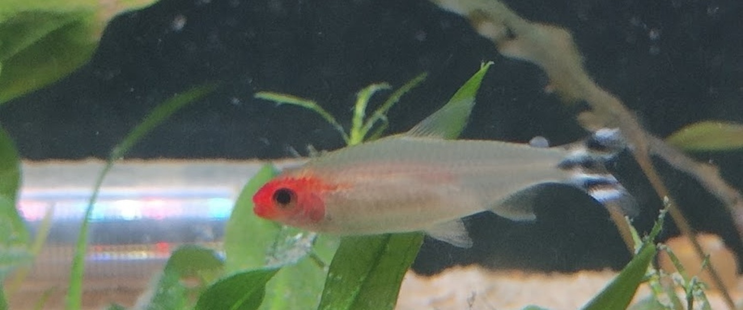 Tetras