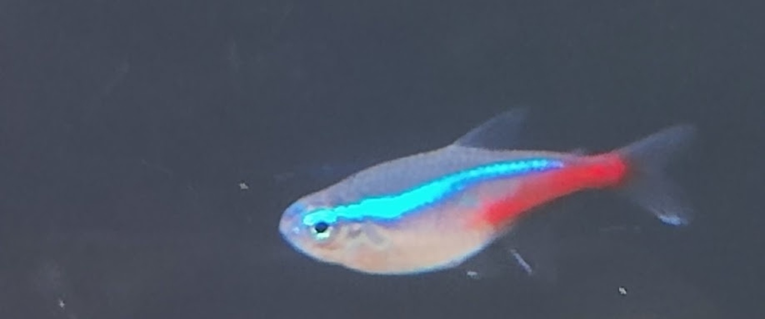 Neon Tetra