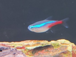 Neon Tetra