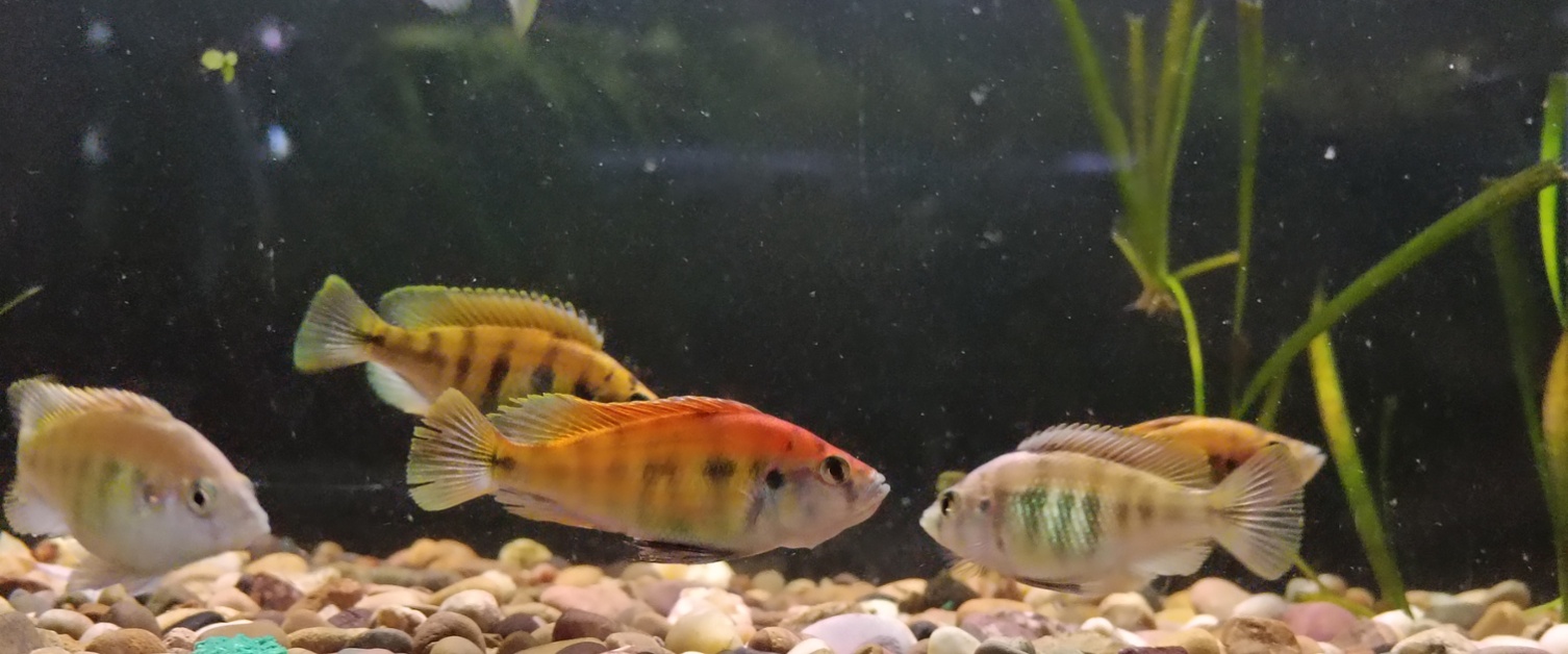 Cichlids (and Rams)