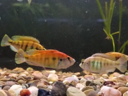 Cichlids (and Rams)