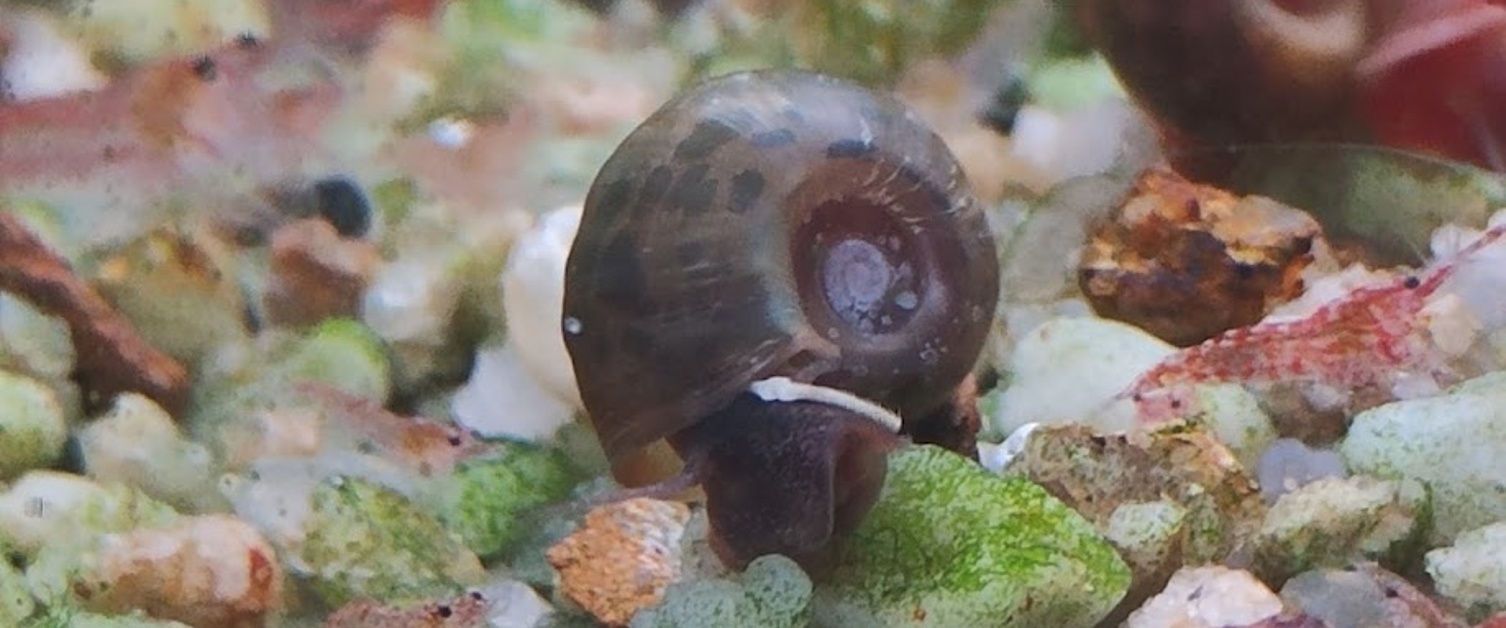 Ramshorn Snail