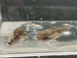 Common Bristlenose 1