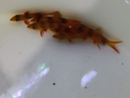 Clown Loach