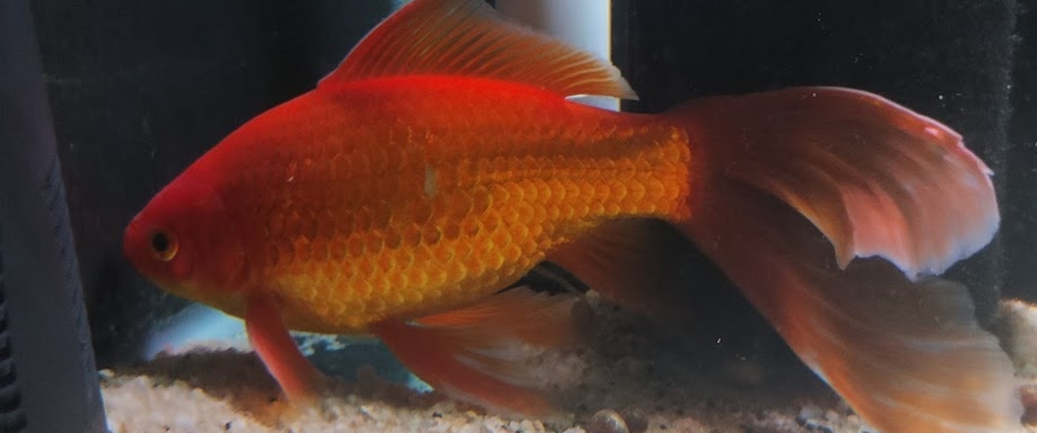 Fantail Goldfish