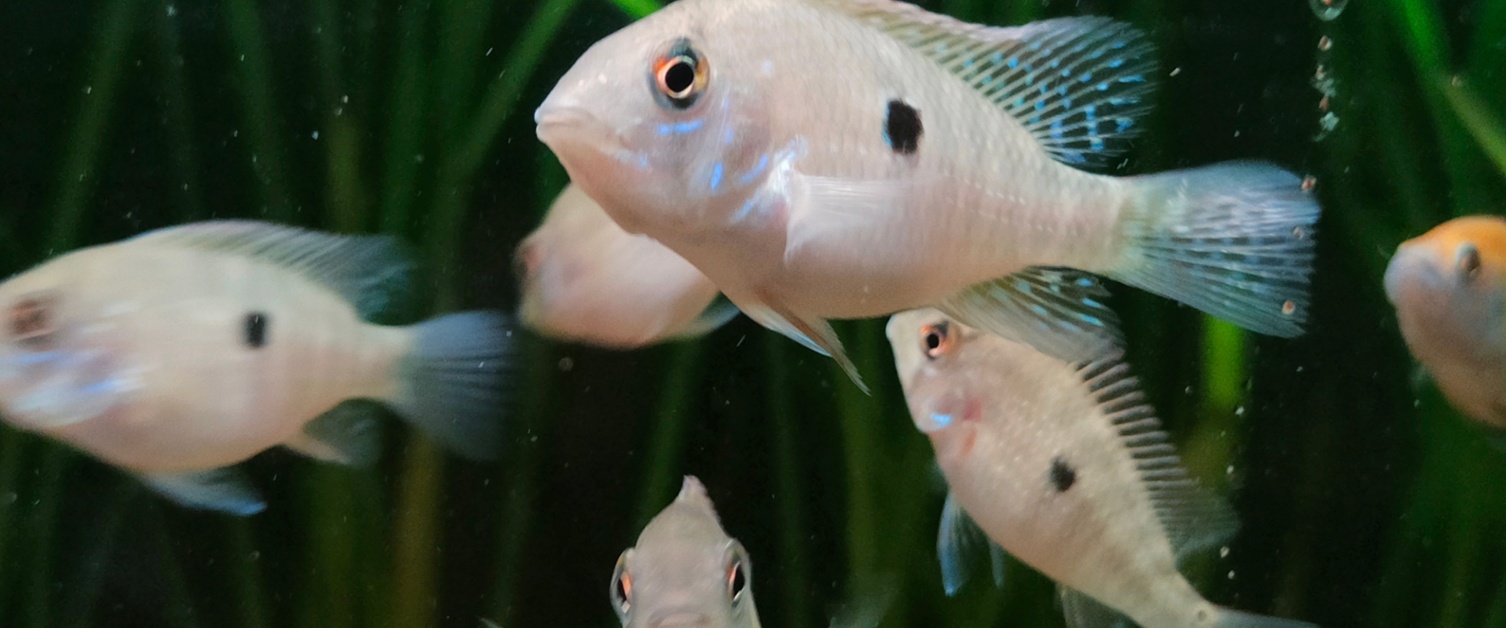 Pearl Geo South American Cichlid