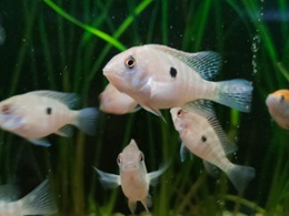 Pearl Geo South American Cichlid