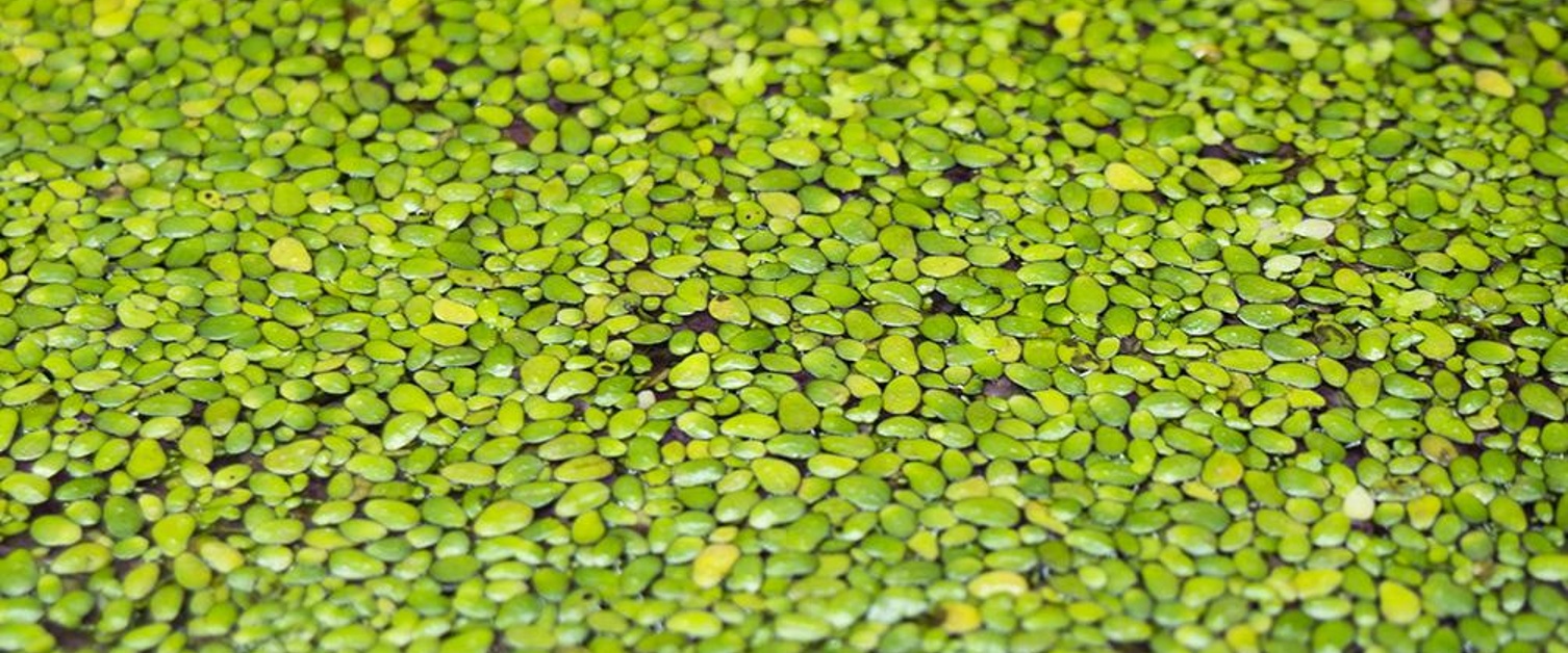 Duckweed