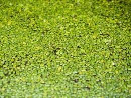 Duckweed