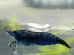 Blue Dream Shrimp