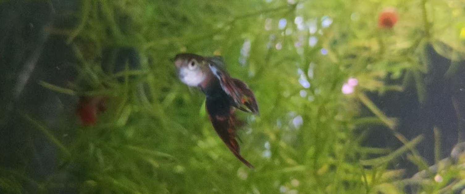 Red Mosaic Dumbo Guppy