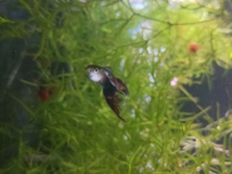 Red Mosaic Dumbo Guppy