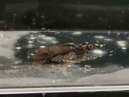 Common Bristlenose 2