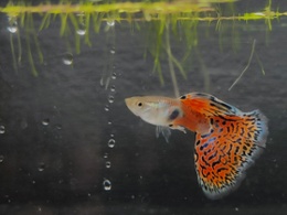 Red Grass Guppy